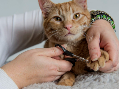 Cat scratching post to trim nails best sale